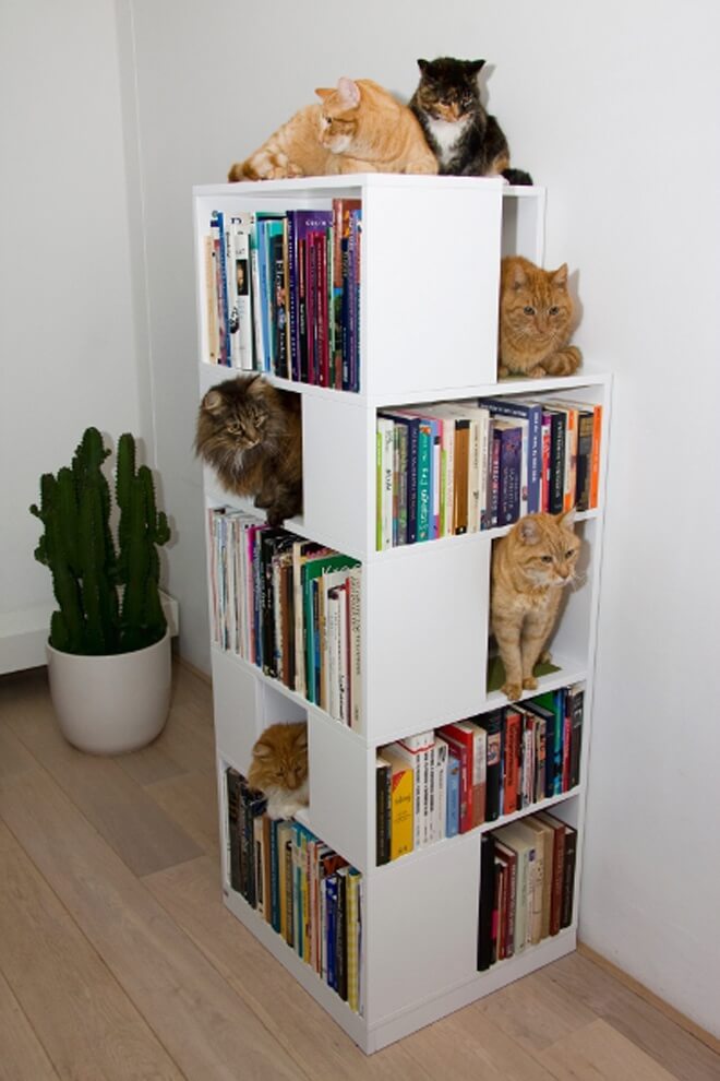 cat bookshelf